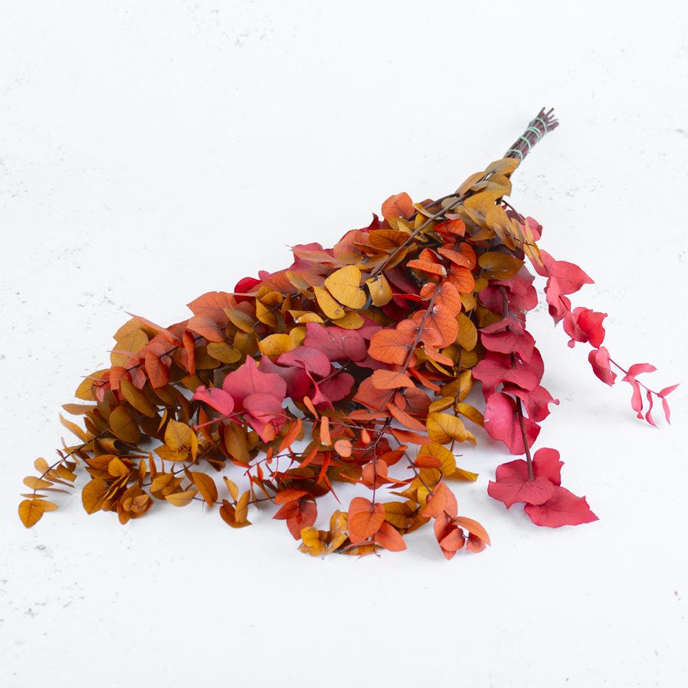 Preserved Eucalyptus | Eucalyptus Stuartiana Preserved Autumn Colours Preserved Preserved Eucalyptus