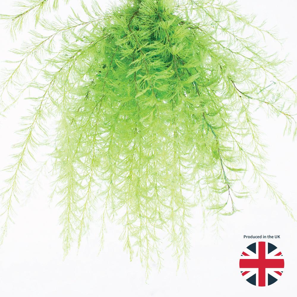 Preserved Fillers & Foliages | Air Fern, Preserved, Light Green, Bunch, UK Preserved Preserved Fillers & Foliages