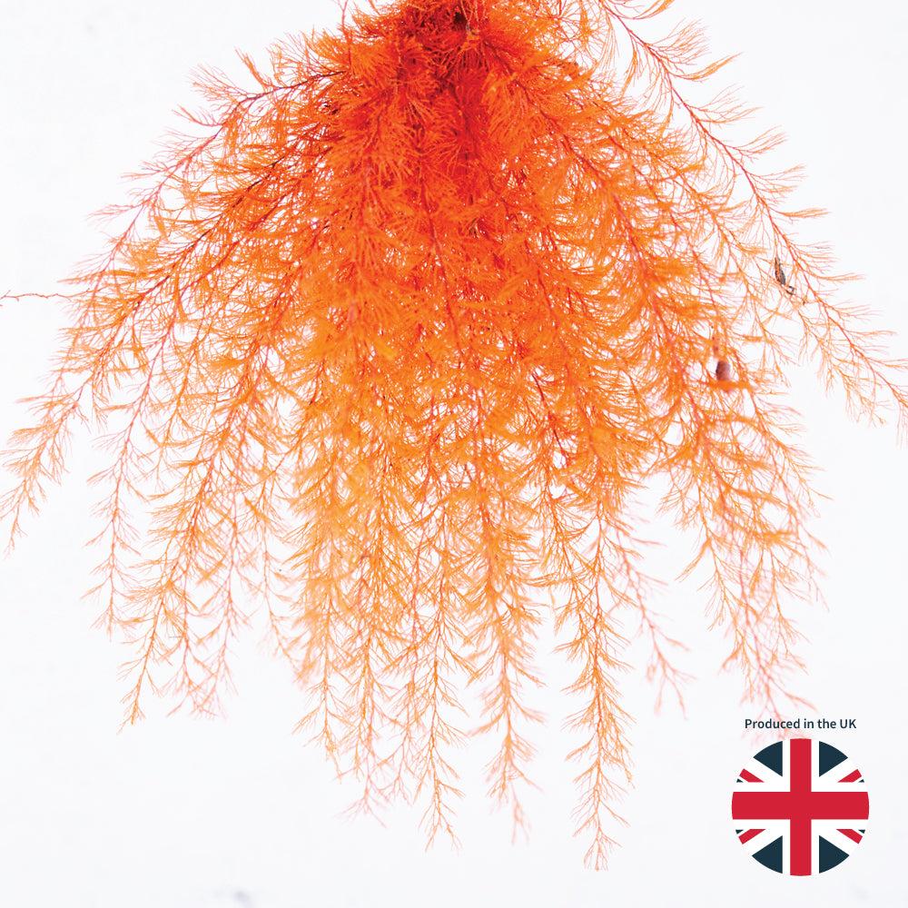 Preserved Fillers & Foliages | Air Fern, Preserved, Orange, Bunch, UK Preserved Preserved Fillers & Foliages