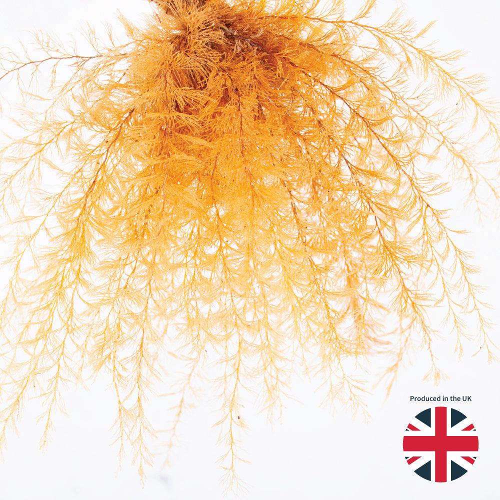 Preserved Fillers & Foliages | Air Fern, Preserved, Yellow, Bunch, UK Preserved Preserved Fillers & Foliages