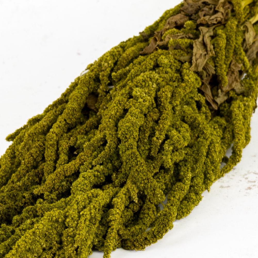 Preserved Fillers & Foliages | Amaranthus caudatus, Preserved, Almond Green, 140g Preserved Preserved Fillers & Foliages