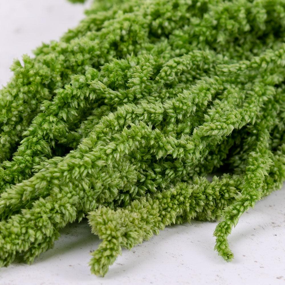 Preserved Fillers & Foliages | Amaranthus caudatus, Preserved, Citron Green, 140g Preserved Preserved Fillers & Foliages