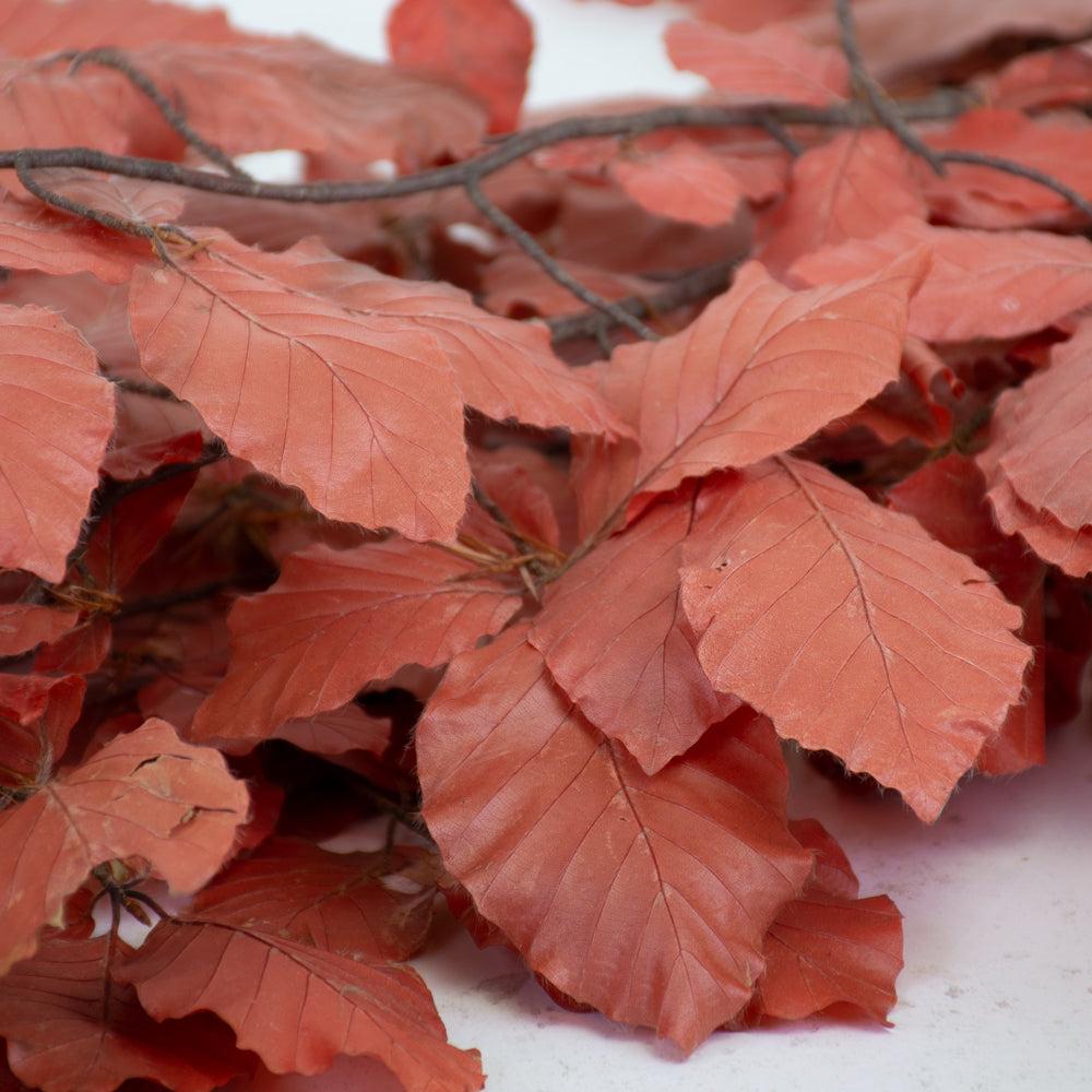 Preserved Fillers & Foliages | Beech, Preserved, Red, Bunch Preserved Preserved Fillers & Foliages