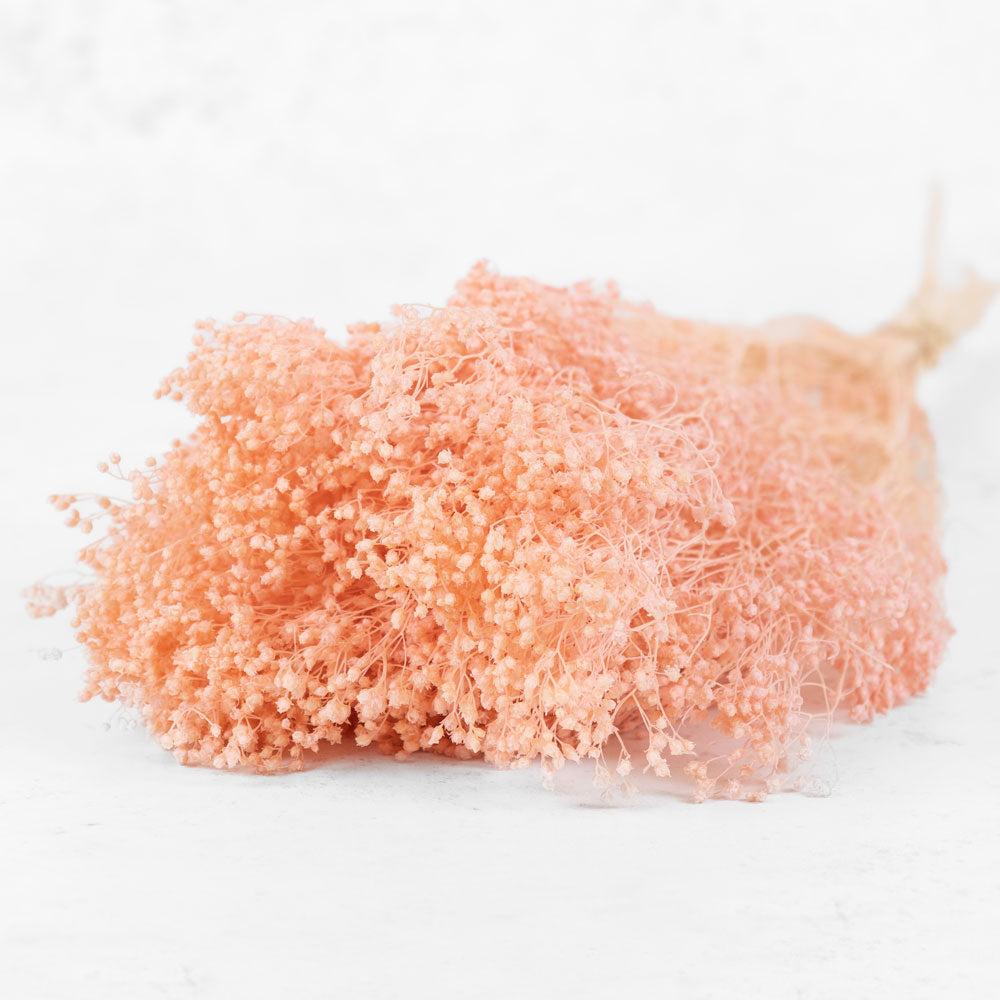 Preserved Fillers & Foliages | Broom Bloom, Preserved, Bleached, Dyed Pink Preserved Preserved Broom Bloom