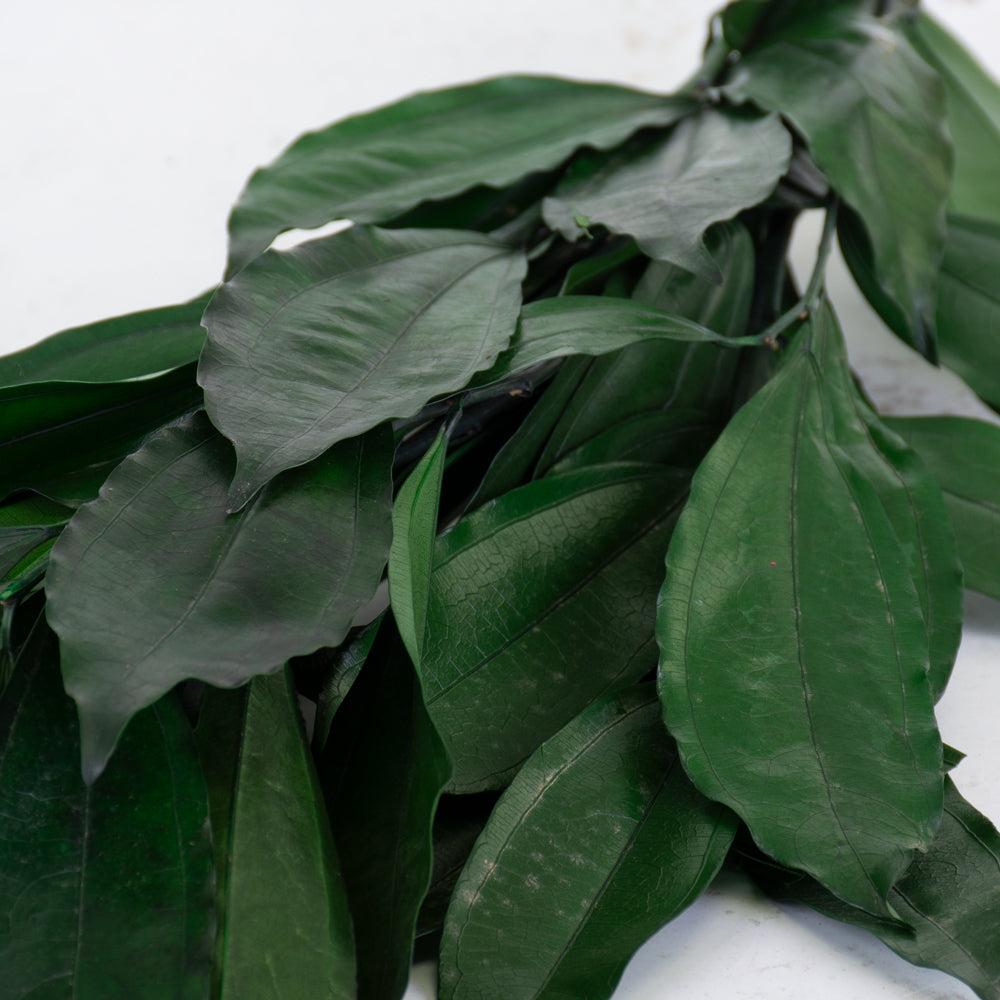 Preserved Fillers & Foliages | Cocculus, Preserved, Green, 150g Bunch Preserved Preserved Fillers & Foliages