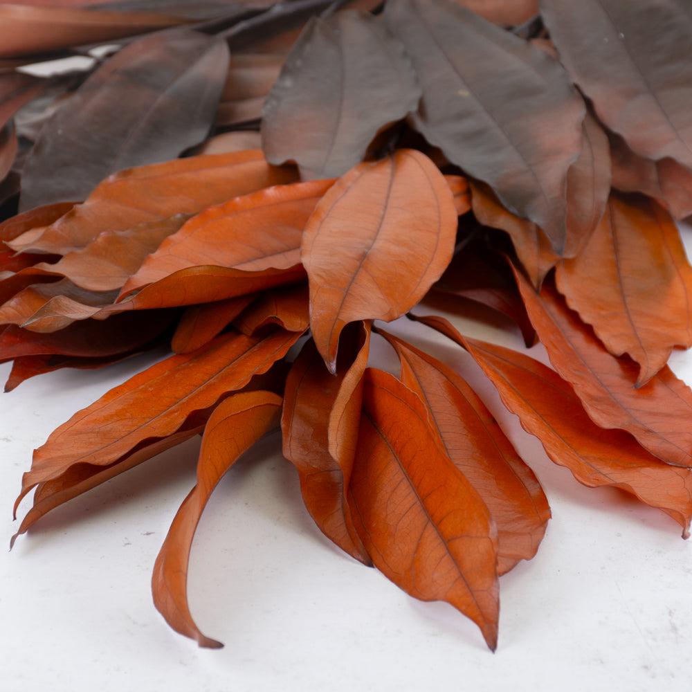 Preserved Fillers & Foliages | Cocculus, Preserved, Orange, 150g Bunch Preserved Preserved Fillers & Foliages