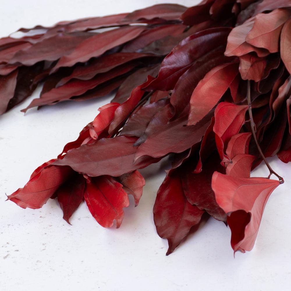 Preserved Fillers & Foliages | Cocculus, Preserved, Red, 150g Bunch Preserved Preserved Fillers & Foliages