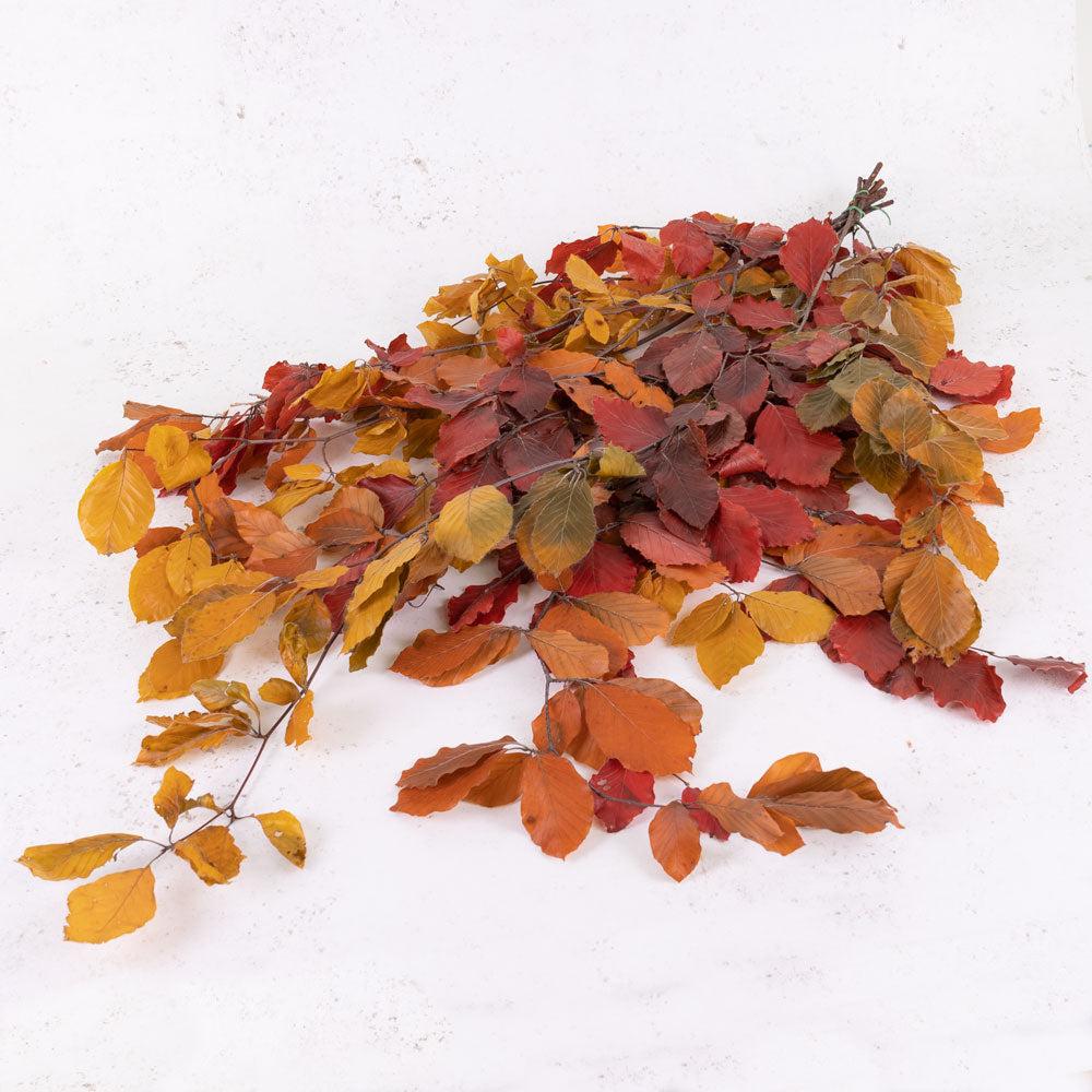 Preserved Fillers & Foliages | Copper Beech, (Fagus), Preserved, Autumn, 150g Preserved Preserved Fillers & Foliages