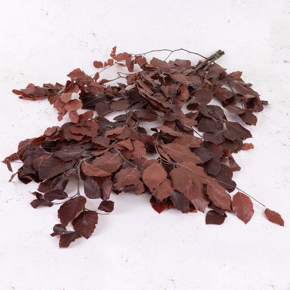 Preserved Fillers & Foliages | Copper Beech, (Fagus), Preserved, Burgundy, 150g Preserved Preserved Fillers & Foliages