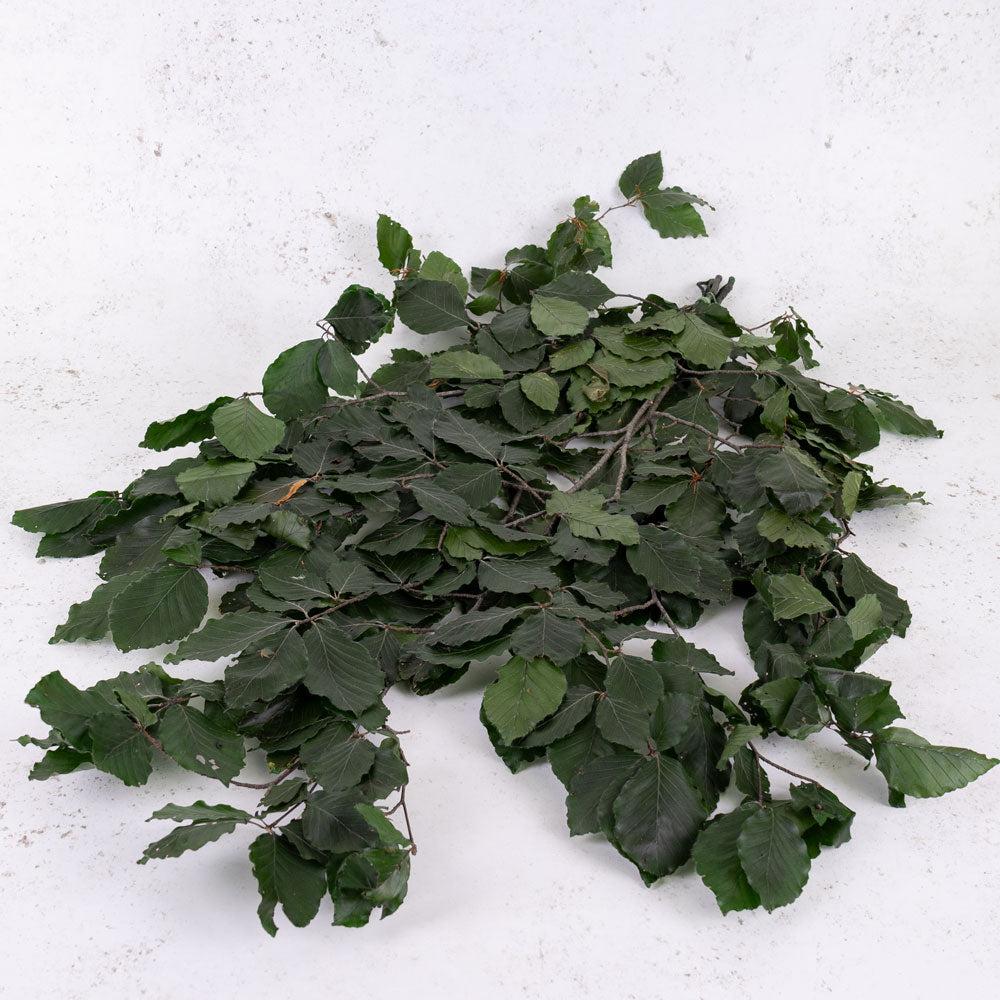 Preserved Fillers & Foliages | Copper Beech, (Fagus), Preserved, Green, 150g Preserved Preserved Fillers & Foliages