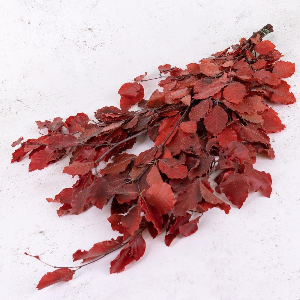 Preserved Fillers & Foliages | Copper Beech, (Fagus), Preserved, Red, 150g Preserved Preserved Fillers & Foliages