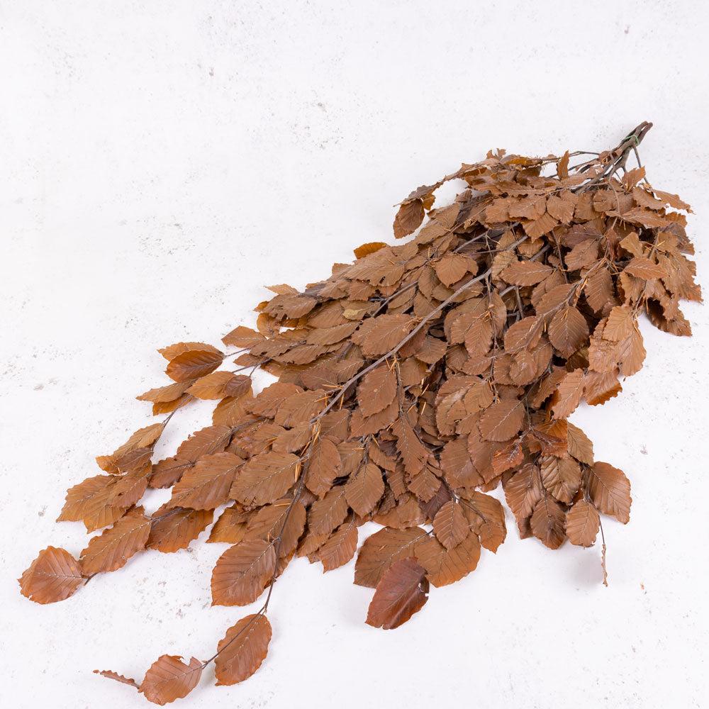 Preserved Fillers & Foliages | Copper Beech, (Fagus), Preserved,Brown, 150g Preserved Preserved Fillers & Foliages