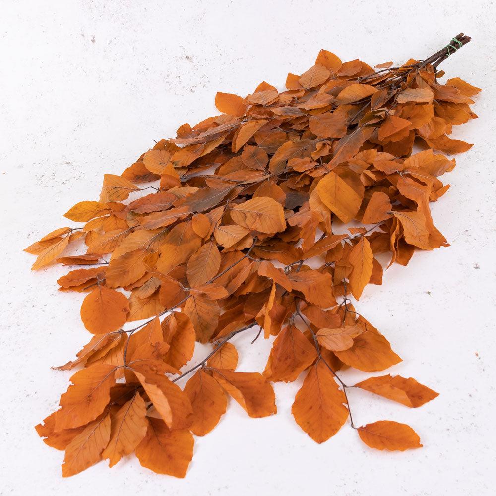 Preserved Fillers & Foliages | Copper Beech, (Fagus), Preserved,Orange, 150g Preserved Preserved Fillers & Foliages