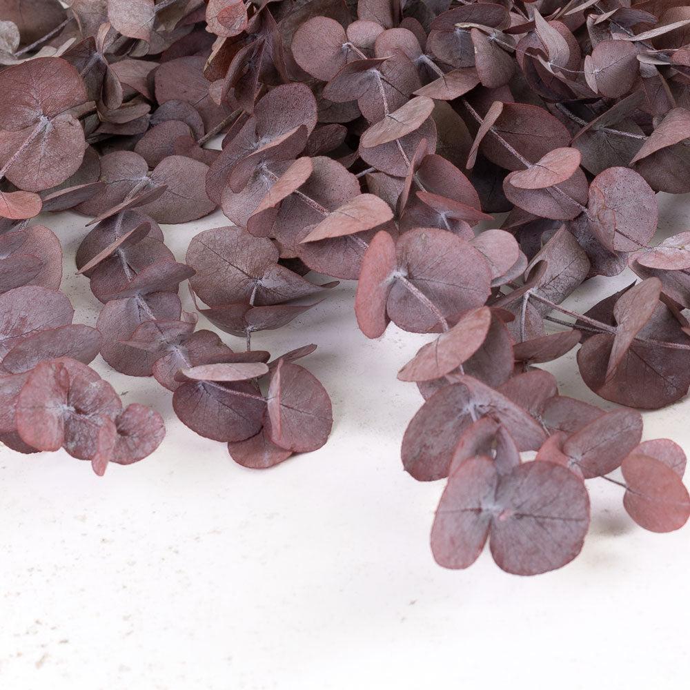 Preserved Fillers & Foliages | Eucalyptus Cinerea, Preserved, Red, 150g Preserved Preserved Eucalyptus