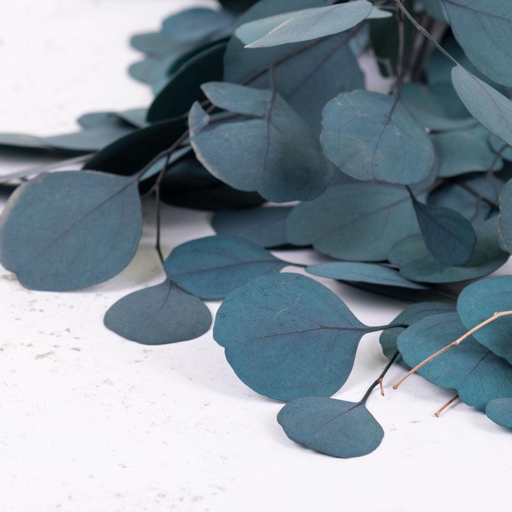 Preserved Fillers & Foliages | Eucalyptus Populus, Preserved, Green, 150g Preserved Preserved Eucalyptus