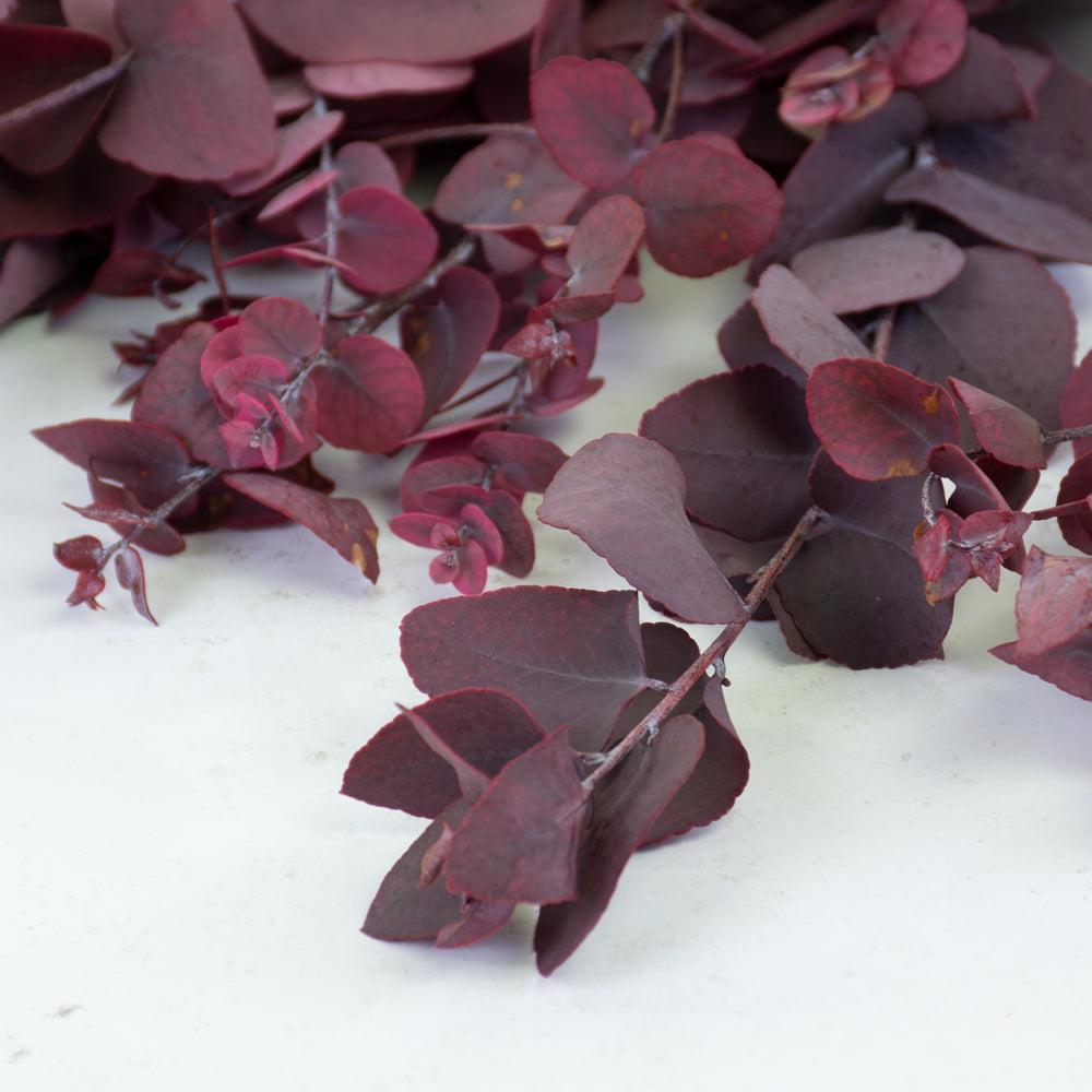 Preserved Fillers & Foliages | Eucalyptus Stuartiana, Preserved, Cyclamen, 150g Preserved Preserved Eucalyptus