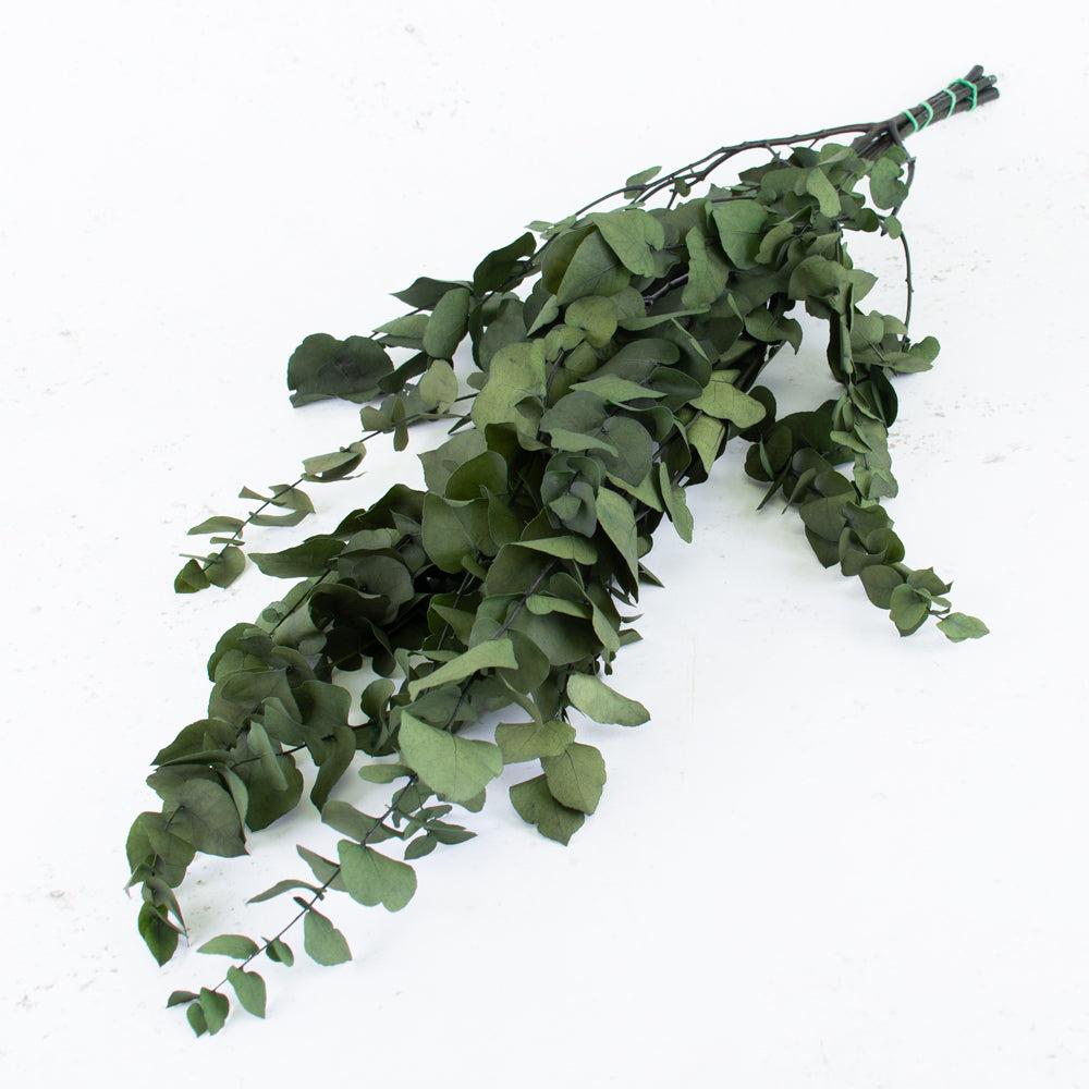 Preserved Fillers & Foliages | Eucalyptus Stuartiana, Preserved, Green, 150g Preserved Preserved Eucalyptus