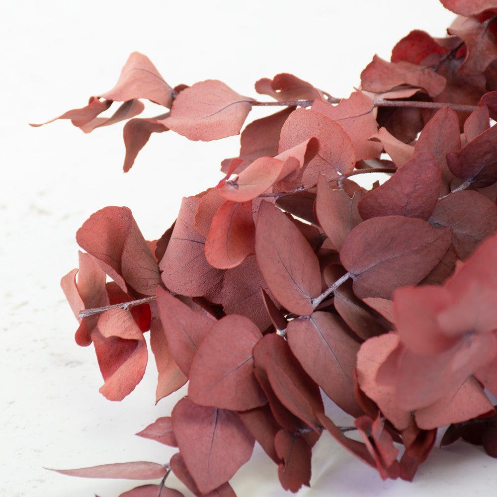 Preserved Fillers & Foliages | Eucalyptus Stuartiana, Preserved, Red, 150g Preserved Preserved Eucalyptus