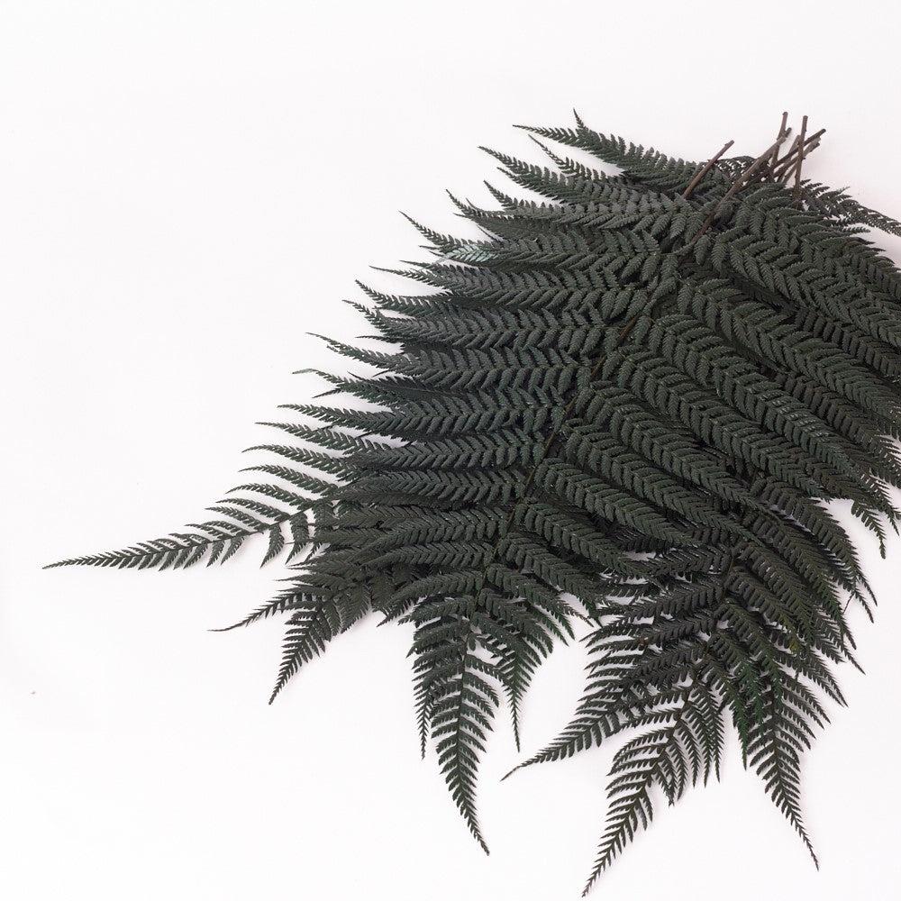 Preserved Fillers & Foliages | Fern, Brilliance, (Verdissimo), Preserved, Green, Bunch x 10 Stems Preserved Preserved Fillers & Foliages