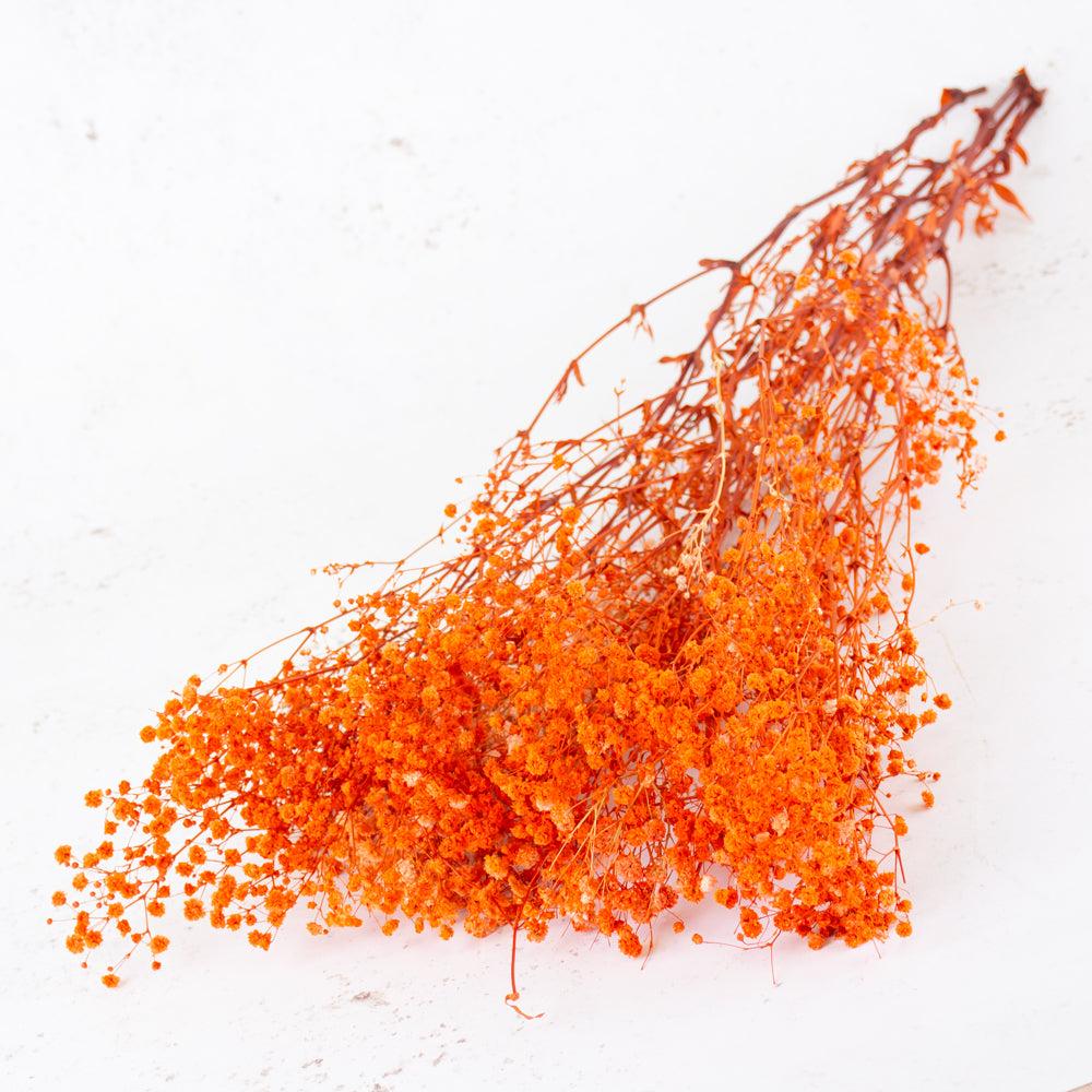 Preserved Fillers & Foliages | Gypsophila, Preserved, Orange, 70cm Preserved Preserved Fillers & Foliages