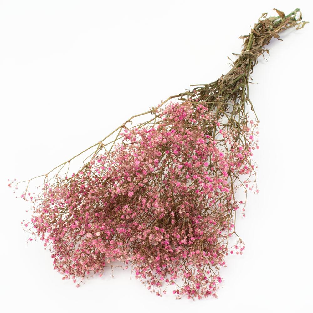 Preserved Fillers & Foliages | Gypsophila, Preserved, Pink, 100g Bunch Preserved Preserved Fillers & Foliages