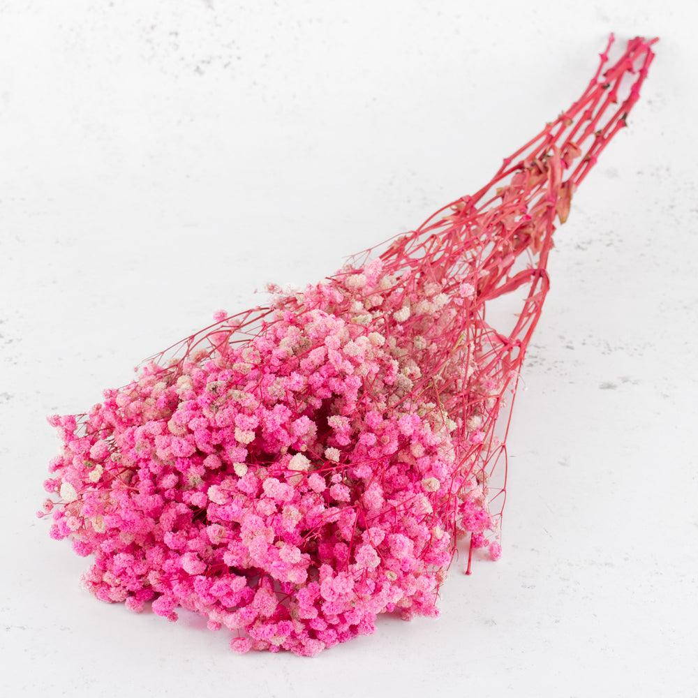 Preserved Fillers & Foliages | Gypsophila, Preserved, Pink, 70cm Preserved Preserved Fillers & Foliages