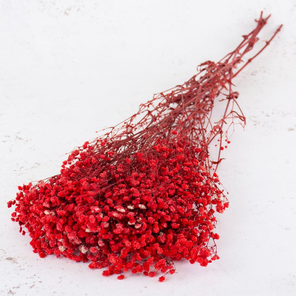 Preserved Fillers & Foliages | Gypsophila, Preserved, Red, 70cm Preserved Preserved Fillers & Foliages