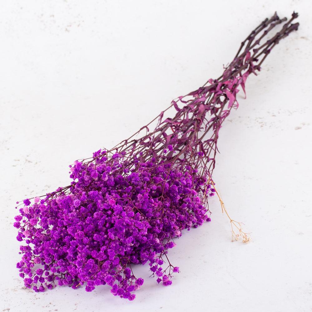 Preserved Fillers & Foliages | Gypsophila, Preserved, Violet, 70cm Preserved Preserved Fillers & Foliages