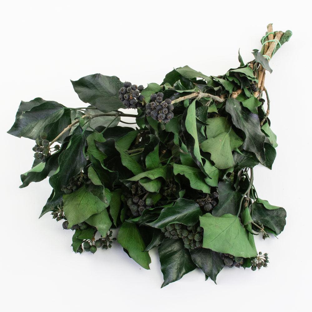 Preserved Fillers & Foliages | Ivy, Preserved, Green, 150g Bunch Preserved Preserved Fillers & Foliages