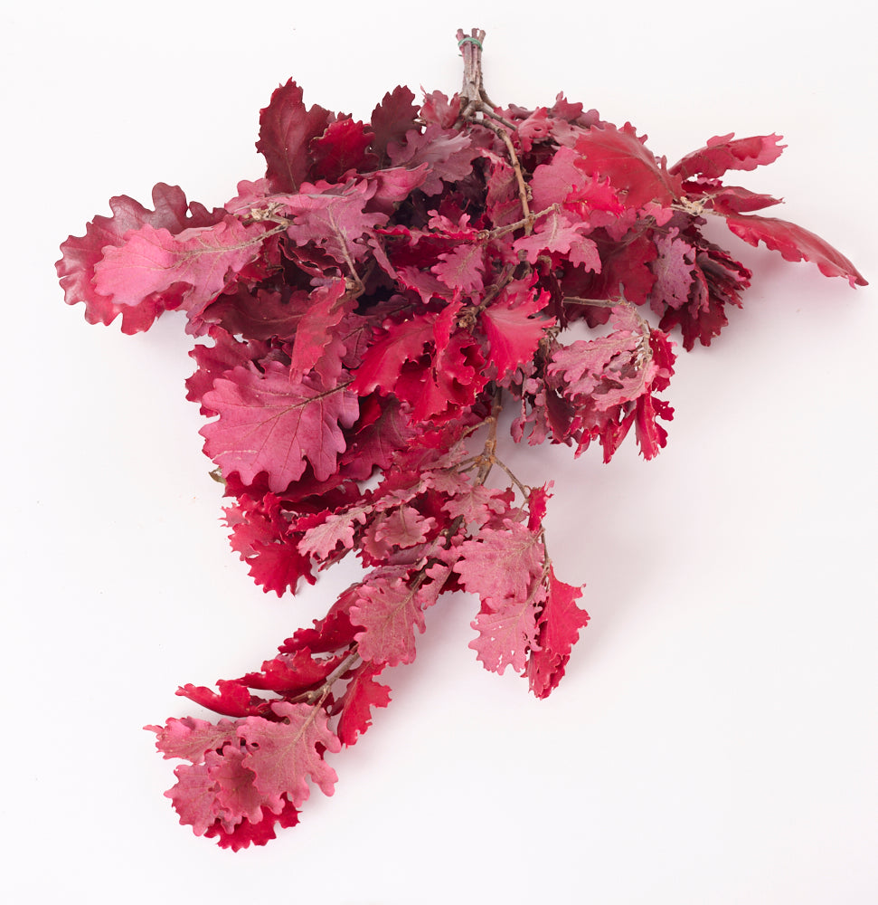 Preserved Fillers & Foliages | Oak Foliage, Preserved, Cyclamen, 150g Bunch Preserved Preserved Fillers & Foliages