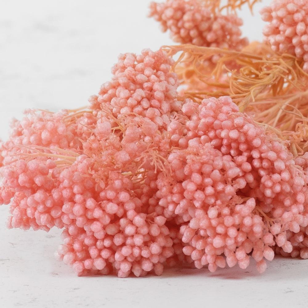 Preserved Fillers & Foliages | Ozothamnus, Preserved, Bleached Pink, 80g Preserved Preserved Fillers & Foliages