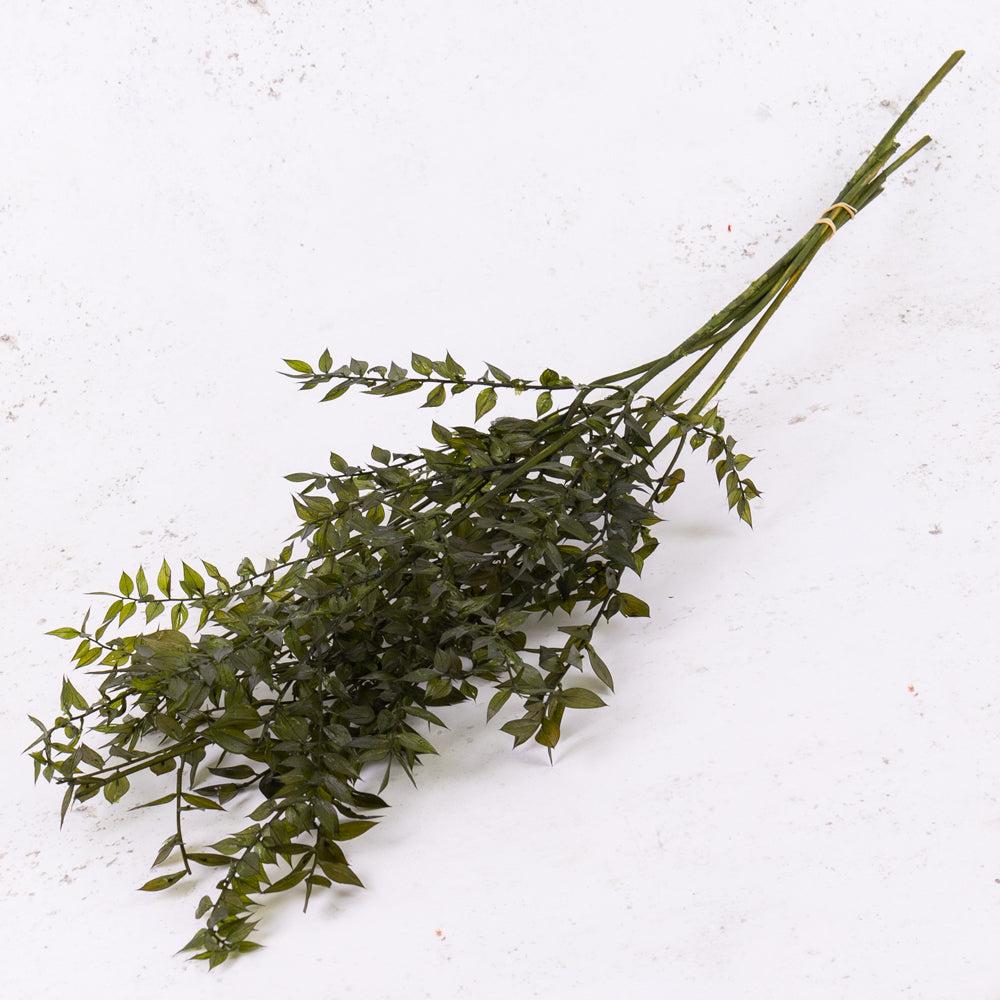 Preserved Fillers & Foliages | Preserved Ruscus, Bleached Dark Olive, 5 Stem Bunch Preserved Preserved Fillers & Foliages