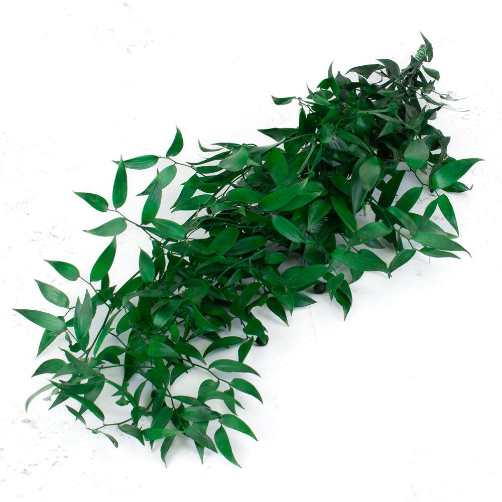 Preserved Fillers & Foliages | Ruscus, Preserved, Green, 150g Bunch Preserved Preserved Fillers & Foliages