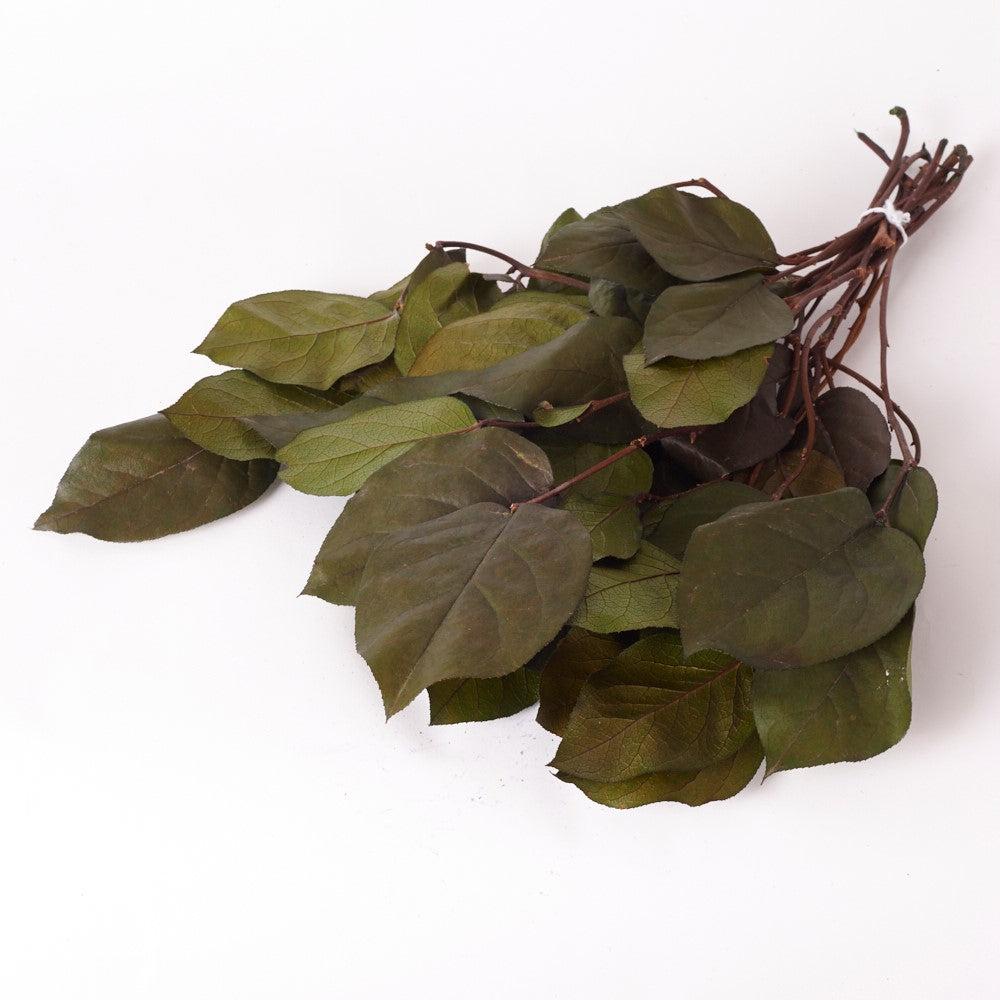 Preserved Fillers & Foliages | Salal, Preserved, Green, Bunch Preserved Preserved Fillers & Foliages