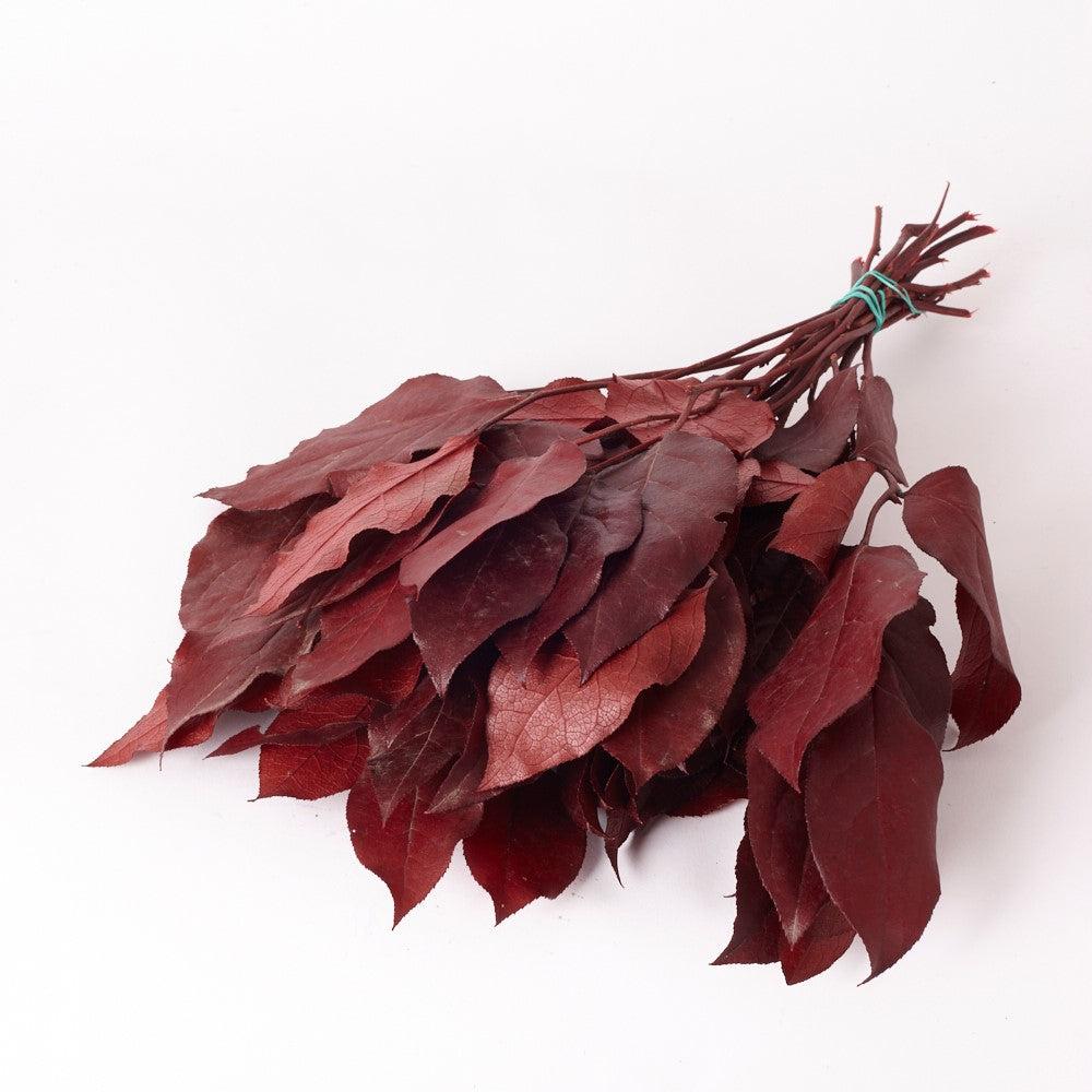 Preserved Fillers & Foliages | Salal, Preserved, Red, Bunch Preserved Preserved Fillers & Foliages