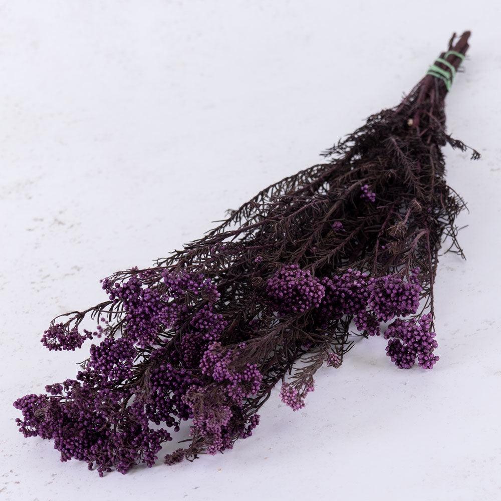 Preserved Flowers | Diosmi (Rice Flower), Preserved, Lilac, 120g Preserved Preserved Fillers & Foliages