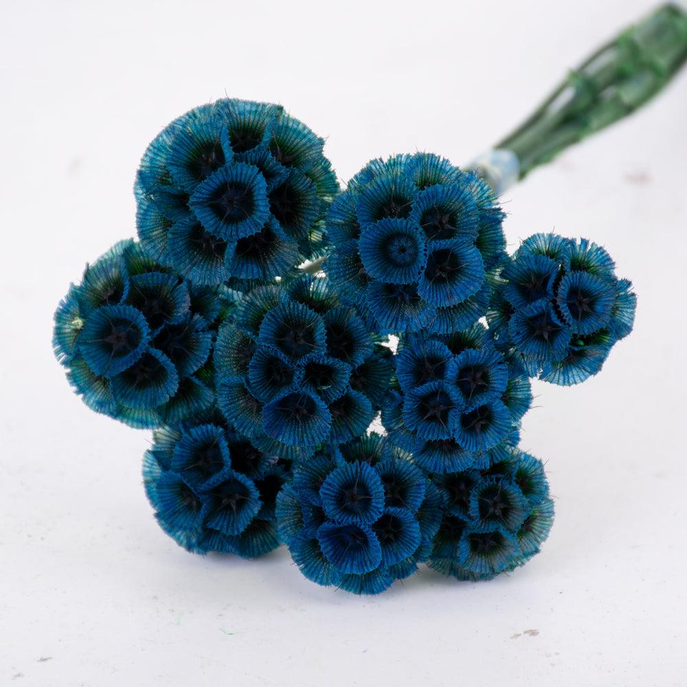 Preserved Flowers | Drumstick Scabiosa, Preserved, Light Blue, Bunch x 10 Stems Preserved Preserved Flowers