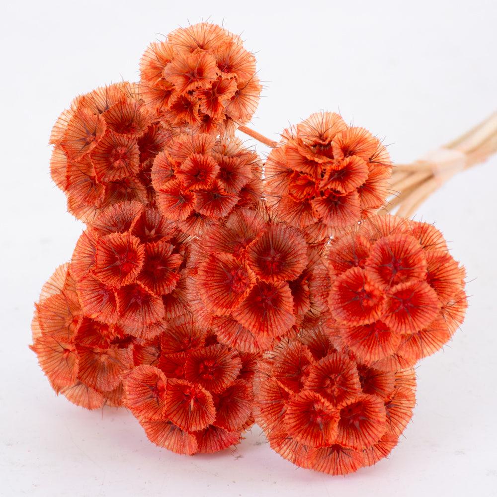 Preserved Flowers | Drumstick Scabiosa, Preserved, Light Orange, Bunch x 10 Stems Preserved Preserved Flowers