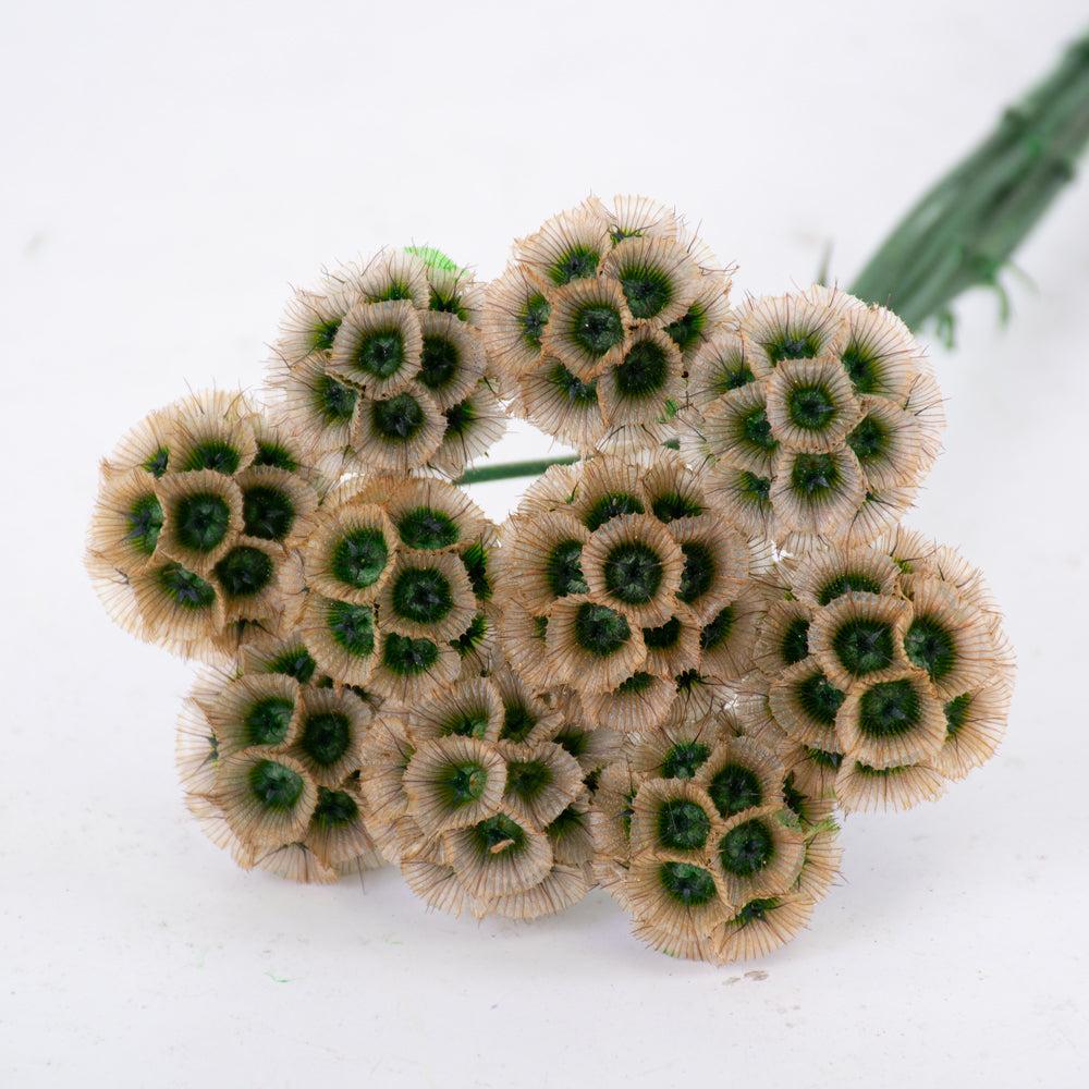 Preserved Flowers | Drumstick Scabiosa, Preserved, Natural, Bunch x 10 Stems Preserved Preserved Flowers