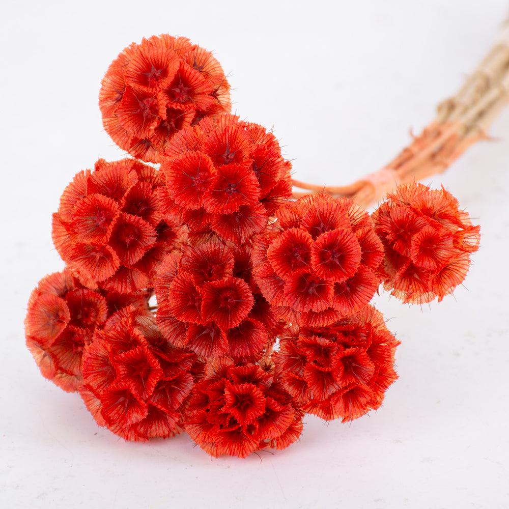 Preserved Flowers | Drumstick Scabiosa, Preserved, Orange, Bunch x 10 Stems Preserved Preserved Flowers