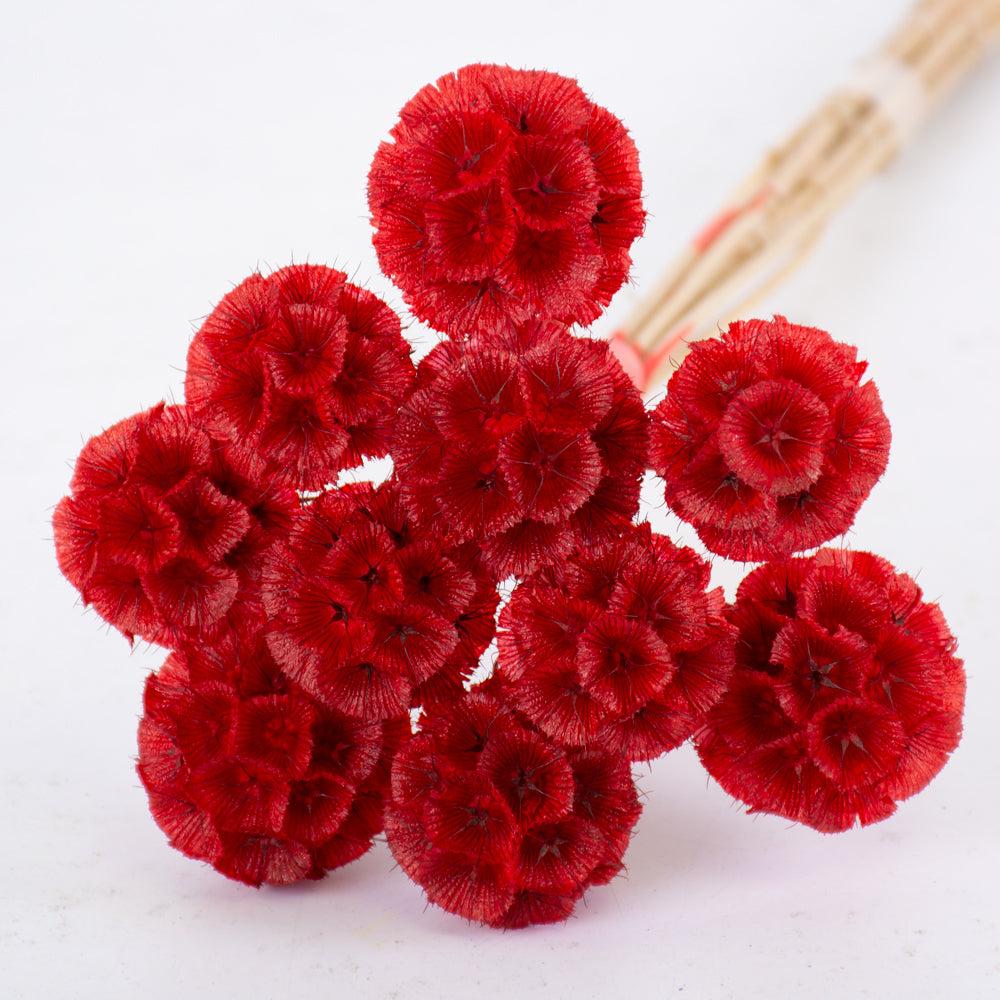 Preserved Flowers | Drumstick Scabiosa, Preserved, Red, Bunch x 10 Stems Preserved Preserved Flowers