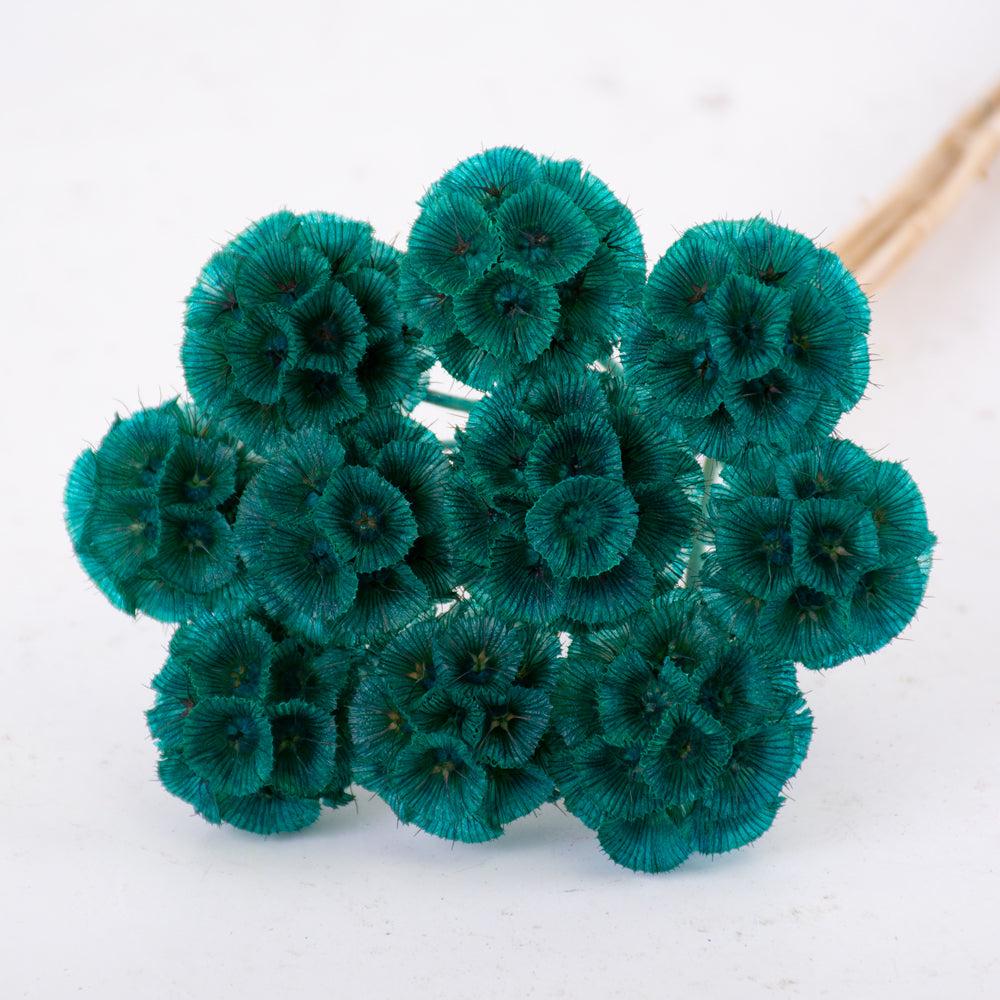 Preserved Flowers | Drumstick Scabiosa, Preserved, Turquoise, Bunch x 10 Stems Preserved Preserved Flowers