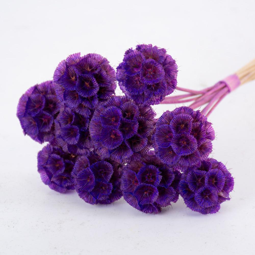 Preserved Flowers | Drumstick Scabiosa, Preserved, Violet, Bunch x 10 Stems Preserved Preserved Flowers