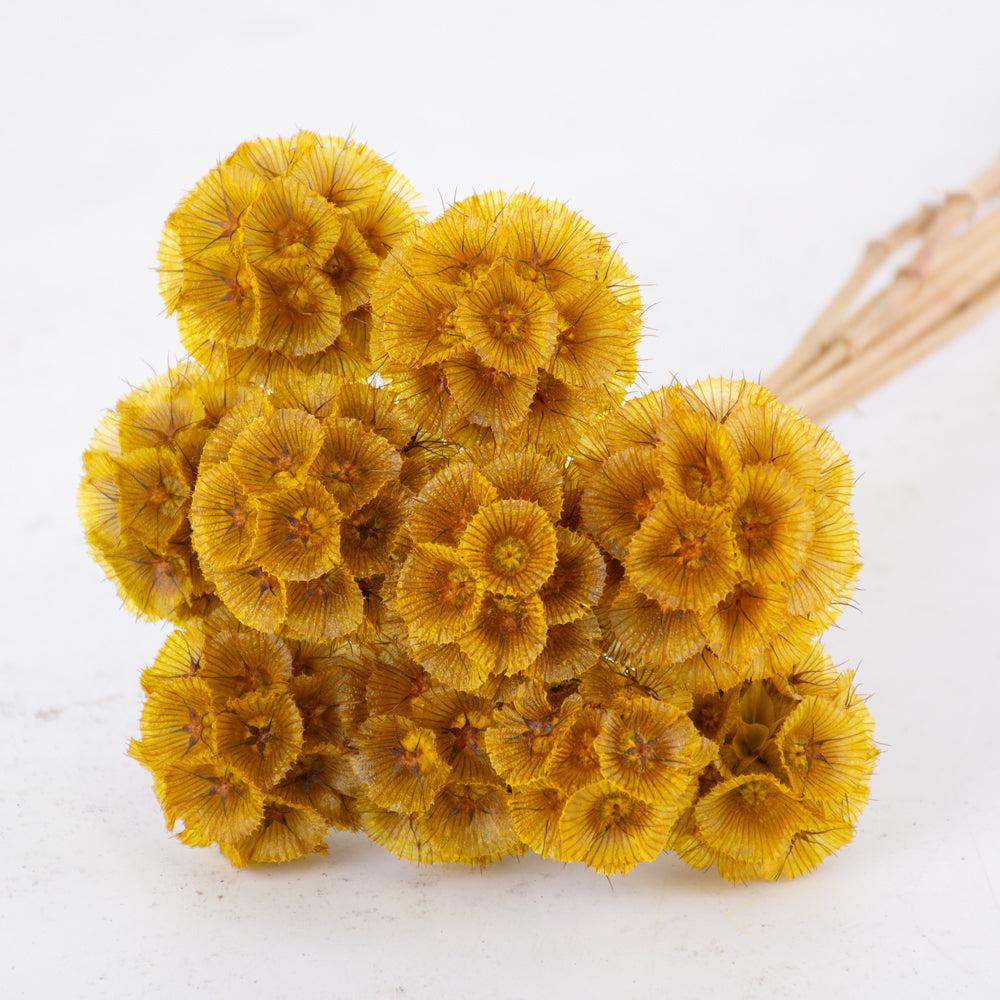 Preserved Flowers | Drumstick Scabiosa, Preserved, Yellow, Bunch x 10 Stems Preserved Preserved Flowers