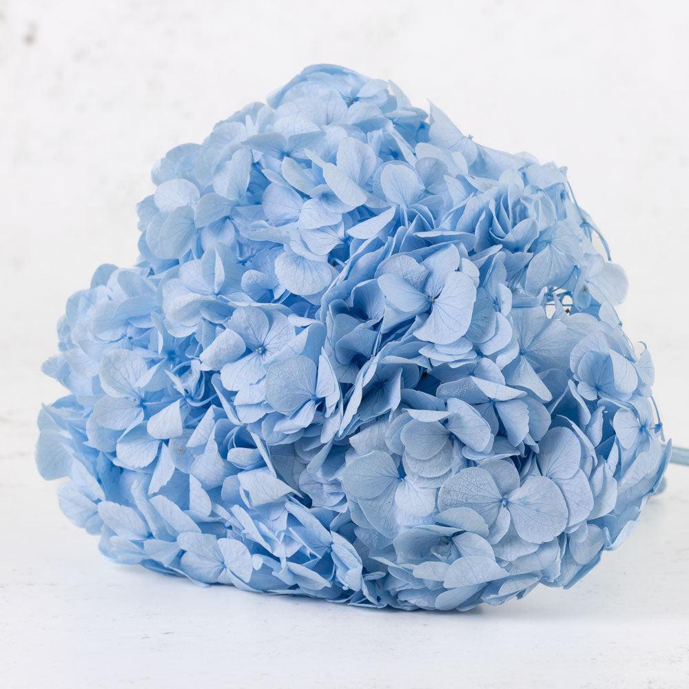 Preserved Flowers | Hydrangea Verdissimo Prem, Preserved, Light Blue Preserved Preserved Flowers