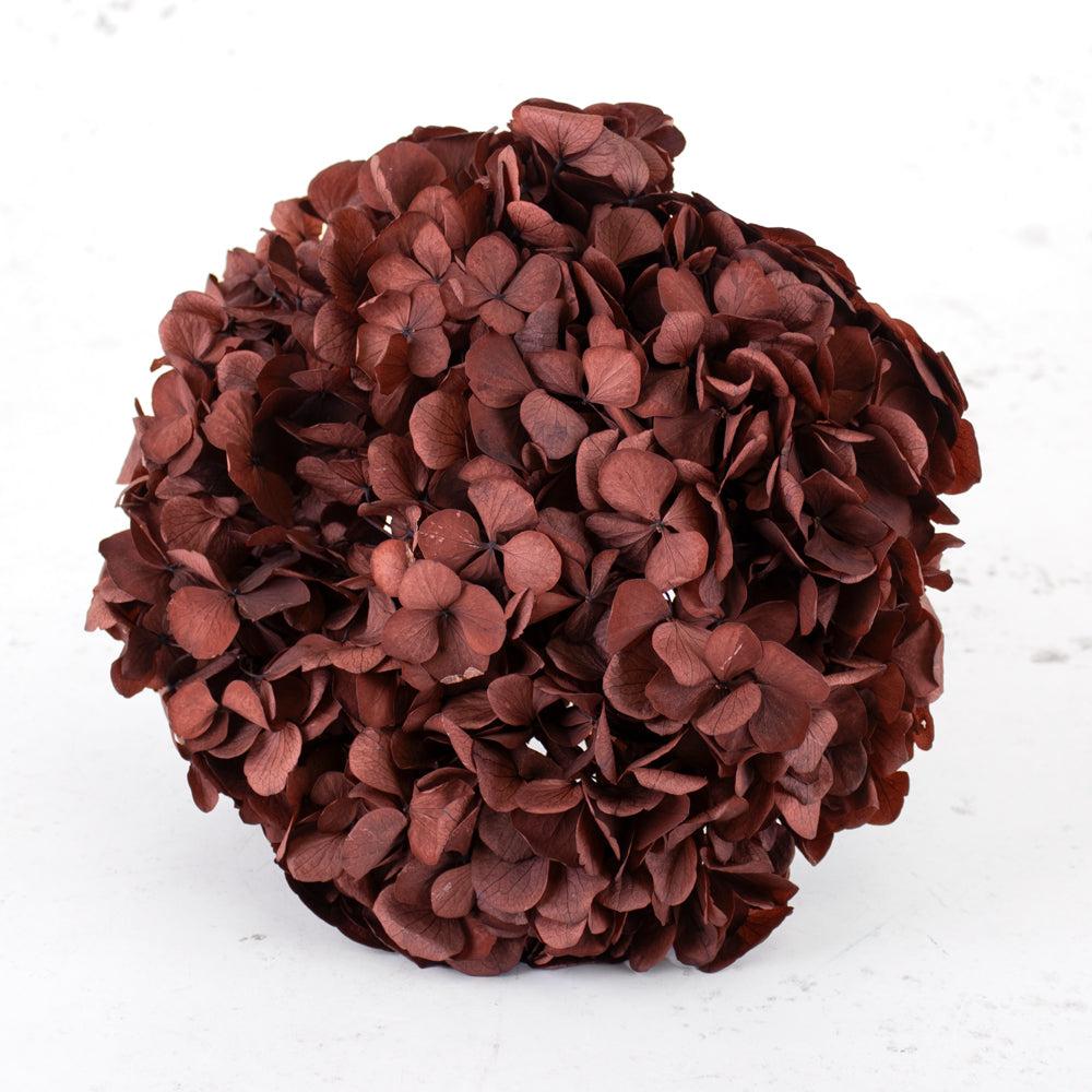 Preserved Flowers | Hydrangea, Verdissimo Premium, Coffee Preserved Preserved Flowers