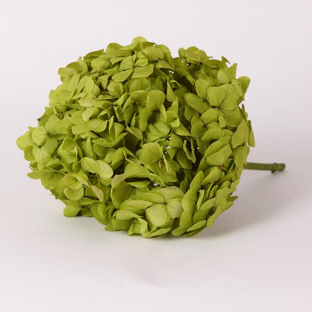 Preserved Flowers | Hydrangea, Verdissimo Premium, Preserved, Pistachio Preserved Preserved Flowers