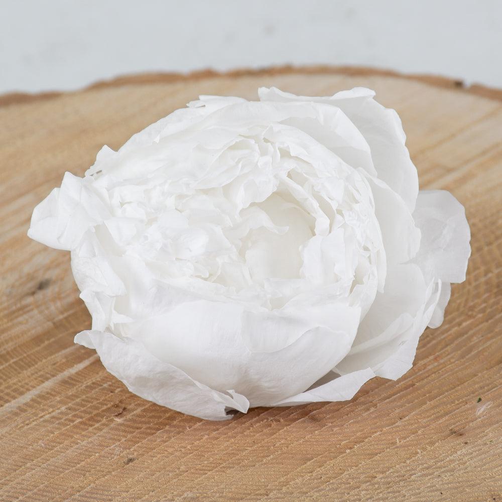 Preserved Flowers | Peony Heads Preserved, White, Box x 3 Preserved Preserved Flowers