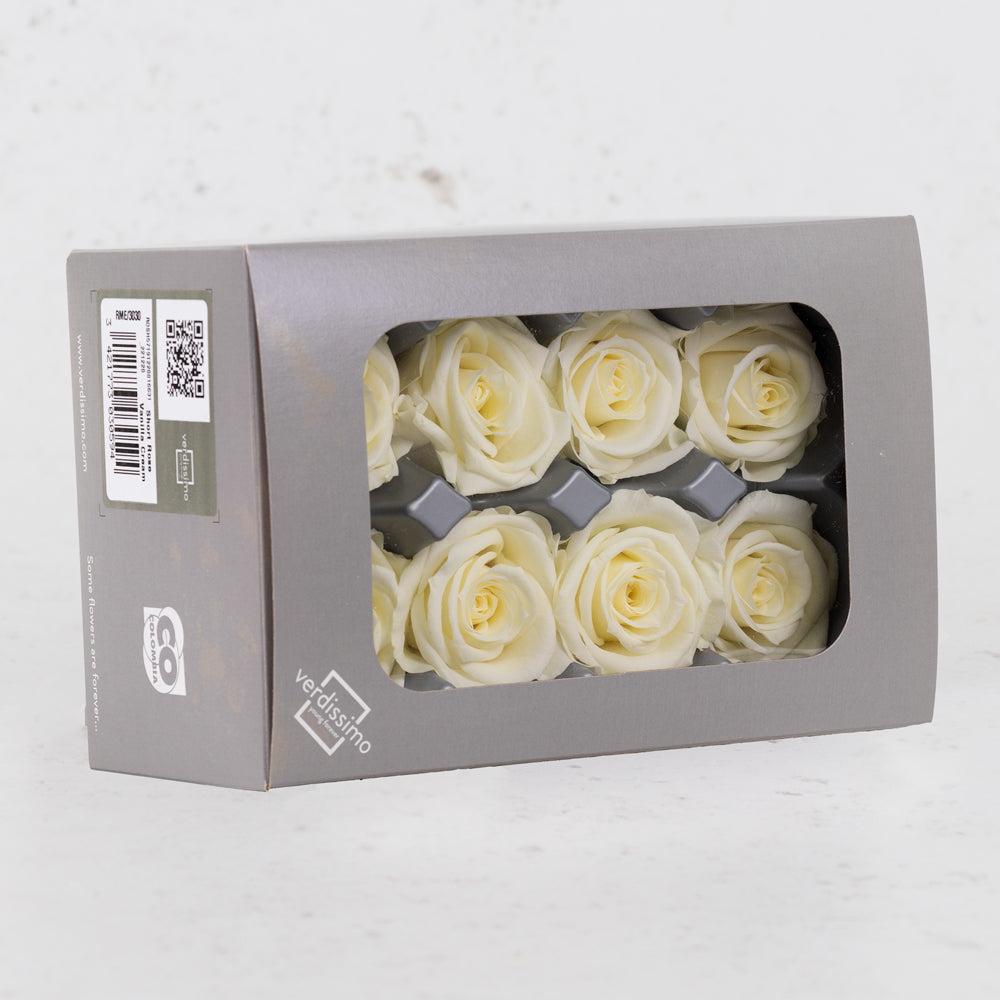 Preserved Flowers | Rose Heads, Preserved, Med, Vanilla, Box 8 Preserved Preserved Flowers