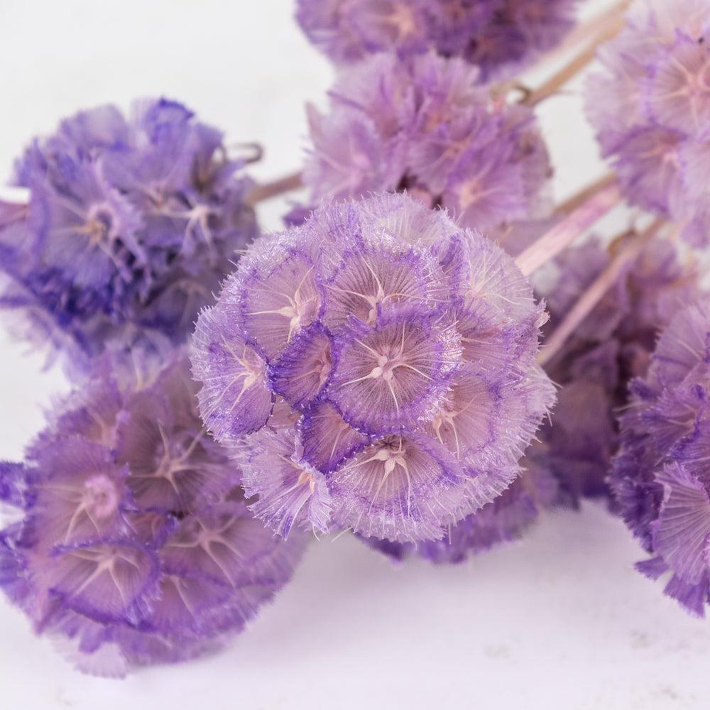 Preserved Flowers | Scabiosa stellata, Preserved, Lilac, Bunch x 10 Preserved Preserved Flowers